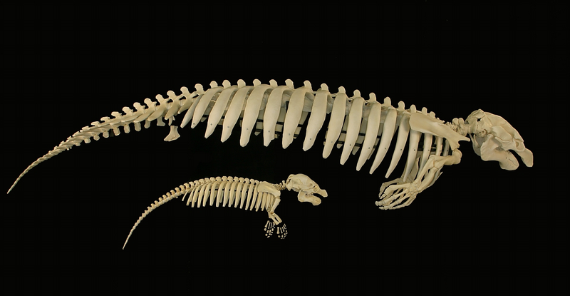 Illustration for article titled WTFossil? Jamaican sea cow edition
